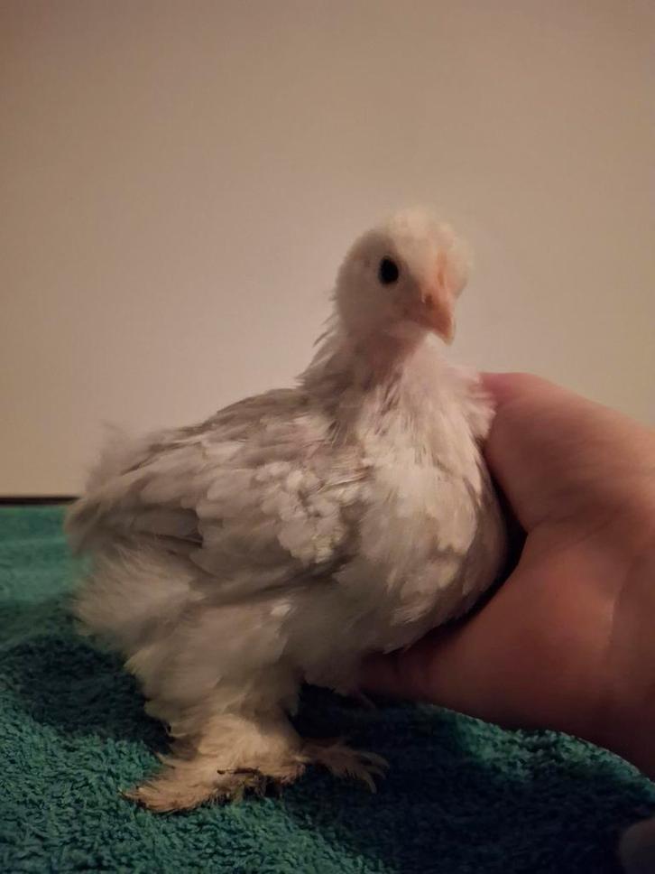 Cochin isabel / isabel patrijs, Dieren en Toebehoren, Pluimvee, Kip, Vrouwelijk