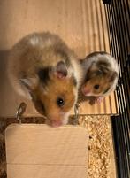Jonge goudhamsters 5 weken oud 5 euro, Dieren en Toebehoren, Knaagdieren, November, Geslacht onbekend, Hamster