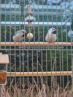 koppel spitsstaartamadine mutatie, Dieren en Toebehoren, Vogels | Overige Vogels, Meerdere dieren, Tropenvogel, Geringd