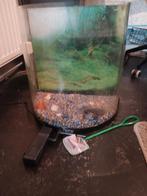 aquarium (tetra), Dieren en Toebehoren, Vis