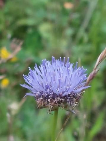 zaden Jasione montana beschikbaar voor biedingen