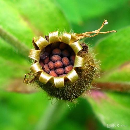 Bio zaden Dagkoekkoeksbloem - Silene dioica | Inheems, Tuin en Terras, Bloembollen en Zaden, Zaad, Voorjaar, Volle zon, Verzenden