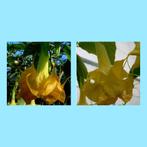 Brugmansia, Tuin en Terras, Planten | Tuinplanten, Volle zon, Eenjarig, Zomer, Ophalen