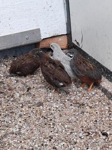 chinese dwerg kwartels 100% natuur broed nestje van 7 beschikbaar voor biedingen