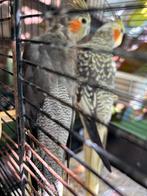 2 Valkparkiet poppen, Dieren en Toebehoren, Vrouwelijk, Parkiet, Tam