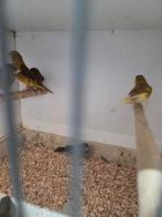 13 donkere kanaries, Dieren en Toebehoren, Vogels | Kanaries, Meerdere dieren, Kleurkanarie