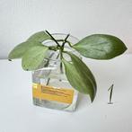 Hoya nicholsoniae new guinea ghost - 3 stekken per set, Huis en Inrichting, Kamerplanten, Ophalen of Verzenden, Halfschaduw, Minder dan 100 cm