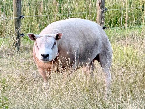 Stamboek Texelaar dekram, Dieren en Toebehoren, Schapen, Geiten en Varkens, Schaap, Mannelijk