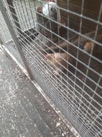 Chicon haantje, Dieren en Toebehoren, Pluimvee, Mannelijk, Kip
