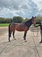 13 jr merrie v Uphill x Serano Gold, Dieren en Toebehoren, Paarden, Merrie, Recreatiepaard, 11 jaar of ouder