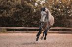Knappe en uitdagende ruin te koop, Dieren en Toebehoren, Paarden, Gechipt, Ruin, Dressuurpaard, Zadelmak