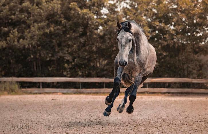 Knappe en uitdagende ruin te koop, Dieren en Toebehoren, Paarden, Ruin, Zadelmak, 160 tot 165 cm, 3 tot 6 jaar, Dressuurpaard