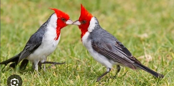 Verschillende vogels gezocht voor export, Dieren en Toebehoren, Vogels | Overige Vogels