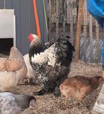 Brahma zilver patrijs zoekt nieuw huis, Dieren en Toebehoren, Pluimvee, Mannelijk, Kip
