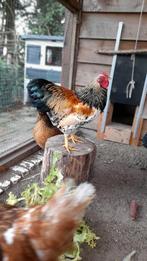 Haan, Dieren en Toebehoren, Pluimvee, Mannelijk, Kip