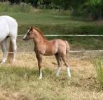 *** Topklasse Welsh A hengstveulen ***, Dieren en Toebehoren, Pony's, Niet van toepassing, 0 tot 2 jaar, Hengst, B pony (1.17m tot 1.27m)