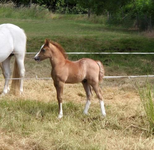 *** Topklasse Welsh A hengstveulen ***, Dieren en Toebehoren, Pony's, Hengst, Niet van toepassing, B pony (1.17m tot 1.27m), Recreatiepony