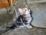 Siberische kitten, tabby caramel!, Dieren en Toebehoren, Katten en Kittens | Raskatten | Langhaar, Poes, Gechipt, 0 tot 2 jaar
