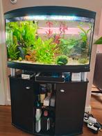 Compleet ingedraaid aquarium, Ophalen, Gebruikt, Gevuld zoetwateraquarium