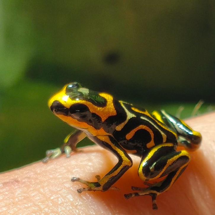 Ranitomeya summersi 'Reticulated', Dieren en Toebehoren, Reptielen en Amfibieën, Amfibie, 0 tot 2 jaar