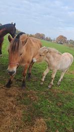 Te koop fjorden hengst en shetlander hengst, Dieren en Toebehoren, Paarden, Hengst, Minder dan 160 cm, 0 tot 2 jaar