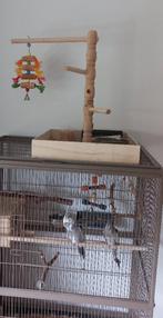 Te koop valkparkieten, Meerdere dieren, Parkiet, Tam