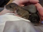 Dwergratjes dwergrittens dwerg ratjes rittens, Dieren en Toebehoren, Knaagdieren, Rat, Augustus, Meerdere dieren, Tam