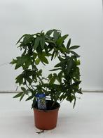 **Passiebloem (Passiflora) - 40 cm hoog in C2, Tuin en Terras, Ophalen, Zomer, Overige soorten, Volle zon