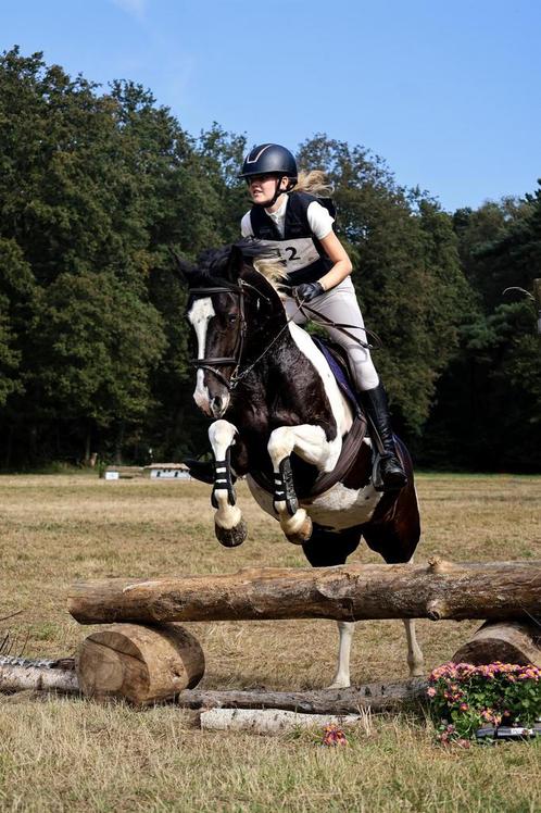 D/E pony, Dieren en Toebehoren, Pony's, Merrie, B, D pony (1.37m tot 1.48m), Recreatiepony, 7 tot 10 jaar