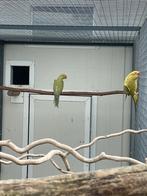 Halsbandparkieten, Dieren en Toebehoren, Meerdere dieren, Parkiet, Geringd