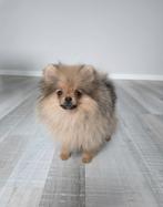 Pomeriaan 2 Teefjes Pups Pomeranian, Dieren en Toebehoren, Rabiës (hondsdolheid), Overige rassen, 8 tot 15 weken, Teef