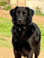 Zytin zoekt haar gouden mand, Particulier, Rabiës (hondsdolheid), Overige rassen, 1 tot 2 jaar