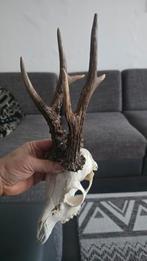 Gewei reebok, Ophalen of Verzenden, Hert, Gewei of Kop