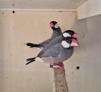 Rijstvogels, Dieren en Toebehoren, Meerdere dieren, Tropenvogel