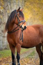 Stalling gezocht Almere!, Stalling, 1 paard of pony