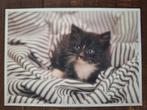Dieren - Kat, Ophalen of Verzenden, Ongelopen, Hond of Kat
