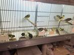 Kanaries, Dieren en Toebehoren, Vogels | Kanaries, Meerdere dieren, Kleurkanarie