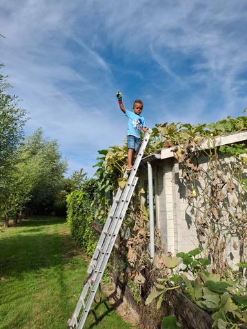 Sierkalebassen - Herfstdecoratie beschikbaar voor biedingen