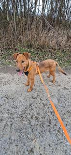 Ontmoet Lea – een meisje met een groot hart, Dieren en Toebehoren, Honden | Niet-rashonden, Particulier, 15 weken tot 1 jaar, Buitenland