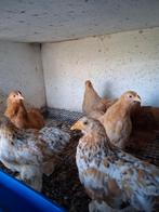 Cochin kriel kippen, Dieren en Toebehoren, Pluimvee, Meerdere dieren, Kip