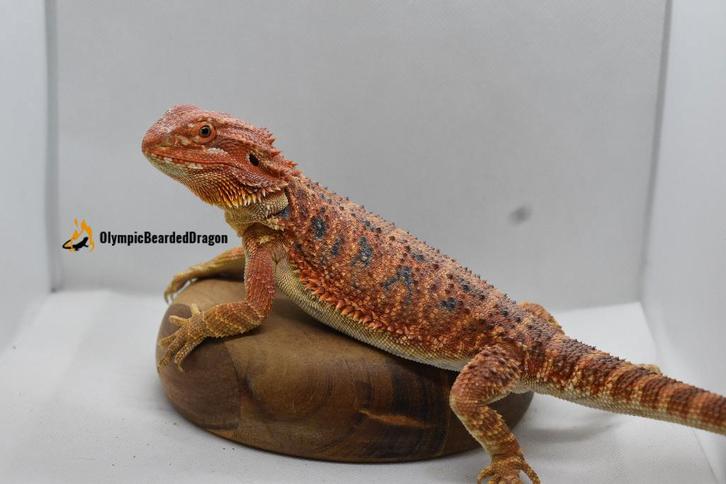 Baardagaam vrouw Orange Rainbow Tiger Hypo 50% het Trans