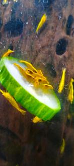 Gele / citroen garnalen, Dieren en Toebehoren, Vissen | Aquariumvissen, Kreeft, Krab of Garnaal, Zoetwatervis, Schoolvis