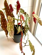Sterke Polkadot Begonia kweek, in pot, zie info en foto’s, Ophalen, Overige soorten, Halfschaduw, In pot
