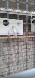 Agapornis Ficheri Opaline Blauw, Dieren en Toebehoren, Vogels | Parkieten en Papegaaien, Meerdere dieren, Dwergpapegaai of Agapornis