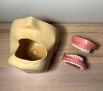 Fantoom Kaken + Kavo Elementen - Mondzorgkunde, Ophalen of Verzenden