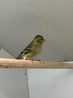 Baardsijs 0-1, Dieren en Toebehoren, Vrouwelijk, Wildzangvogel, Geringd