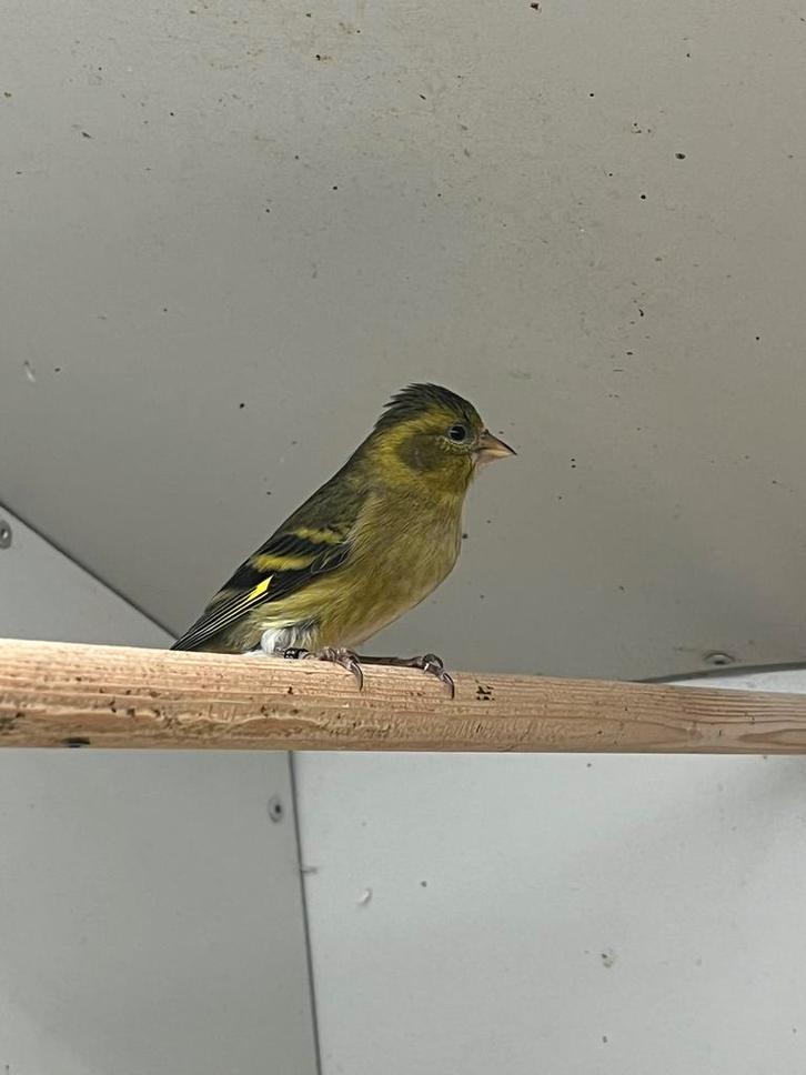 Baardsijs 0-1, Dieren en Toebehoren, Vogels | Overige Vogels, Wildzangvogel, Vrouwelijk, Geringd