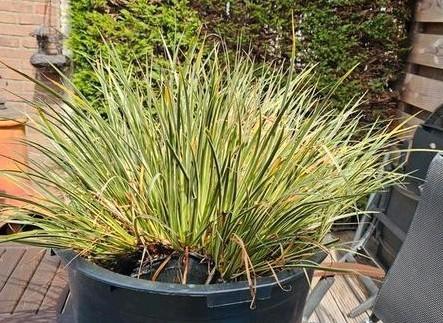 2 x Grote kalmoes 80x80x50cm, Tuin en Terras, Planten | Tuinplanten, Overige soorten, Zomer, Ophalen
