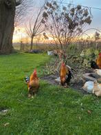 Serama hanen. 3 x, Dieren en Toebehoren, Mannelijk, Kip