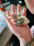 Baby dwergpapagaaien voor handtam, Geslacht onbekend, Dwergpapegaai of Agapornis